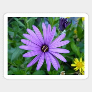 Cape Daisy Sticker